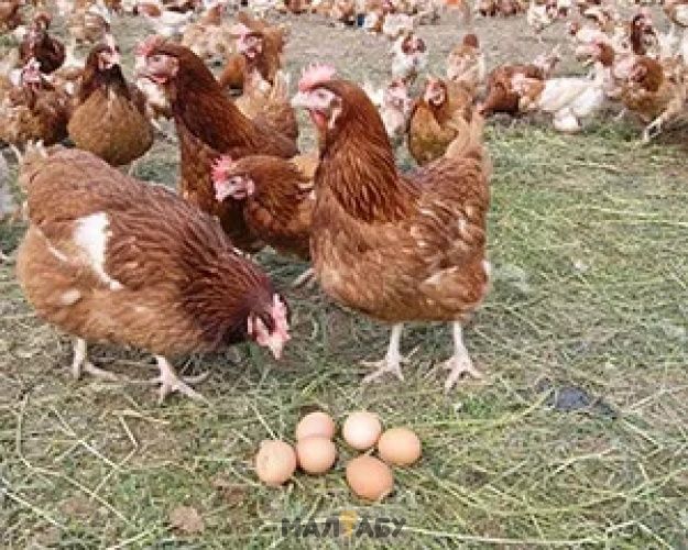 Куры несушки, породы ломон браун