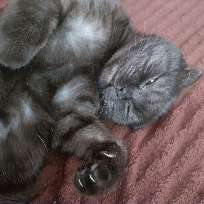 Продам котёнка мальчика