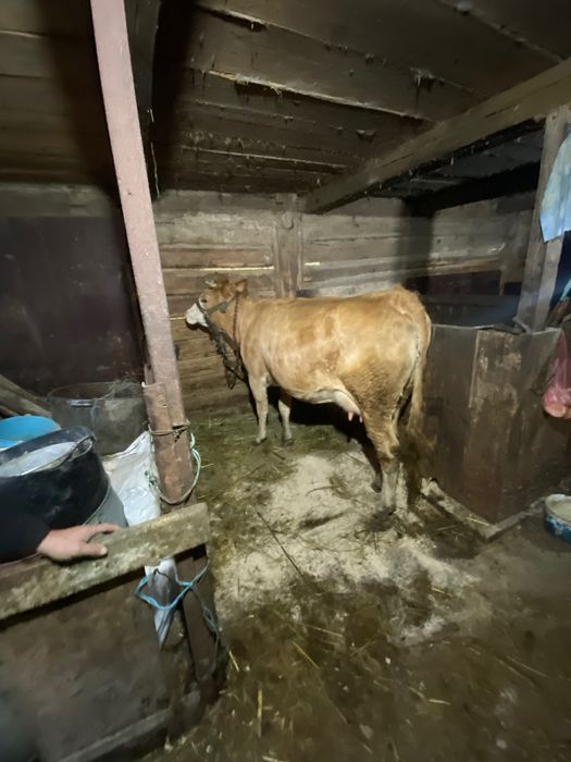 Vând vaca cu vițel