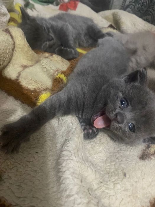 Котята британки 5000