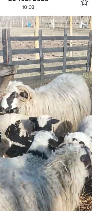 oi breze  de calitate