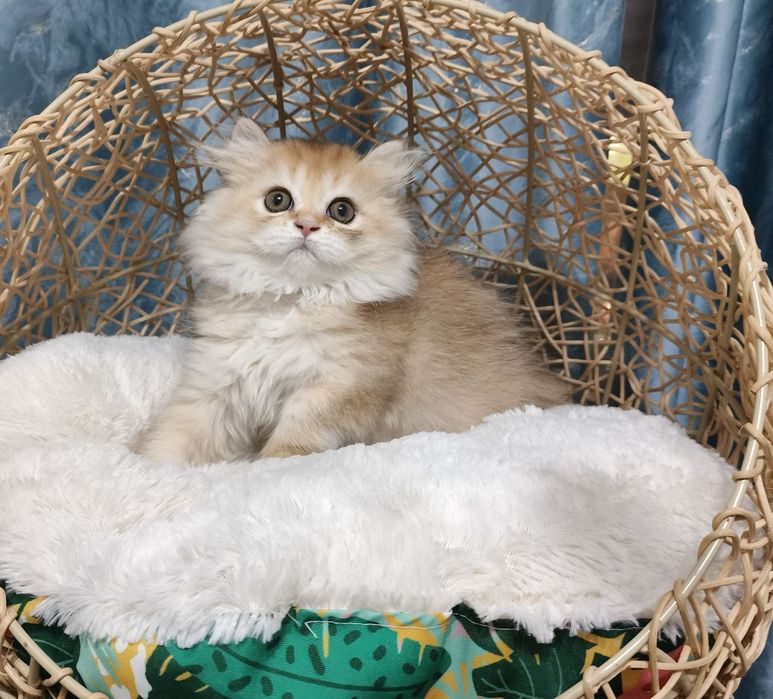 Продаётся чистокровная британская девочка