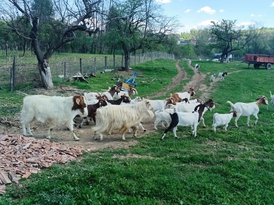 Capre de vânzare