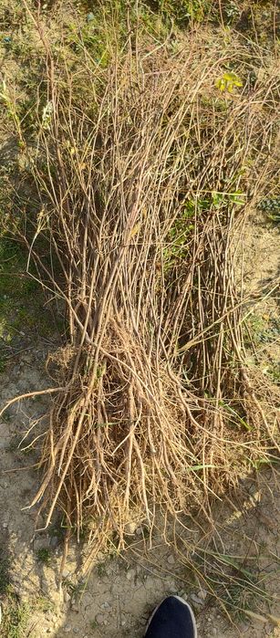 Puieți salcâm frasin mesteacăn fag carpen tei