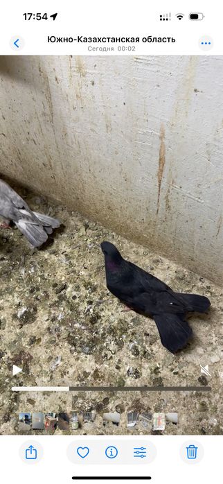 Голуби. Ширакохвостые Молодые мраморные и черные