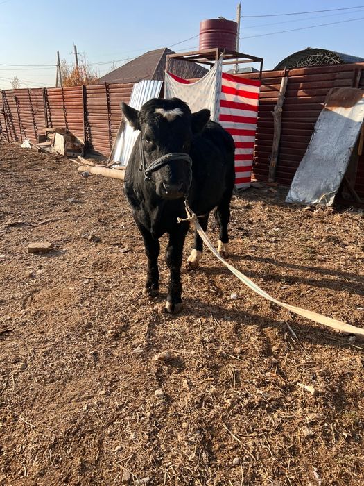 2 жасар бұқа сатылады