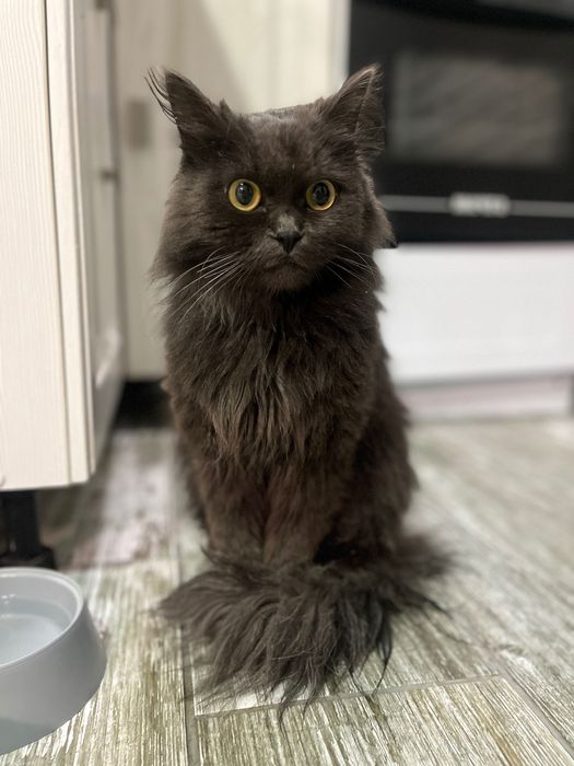 Котик в любящие руки