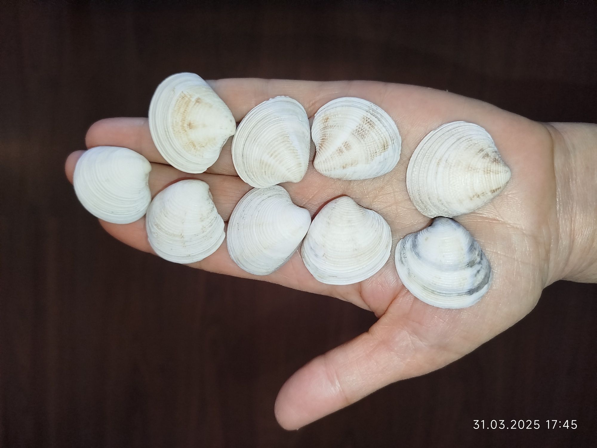 Ракушки натуральные с морей