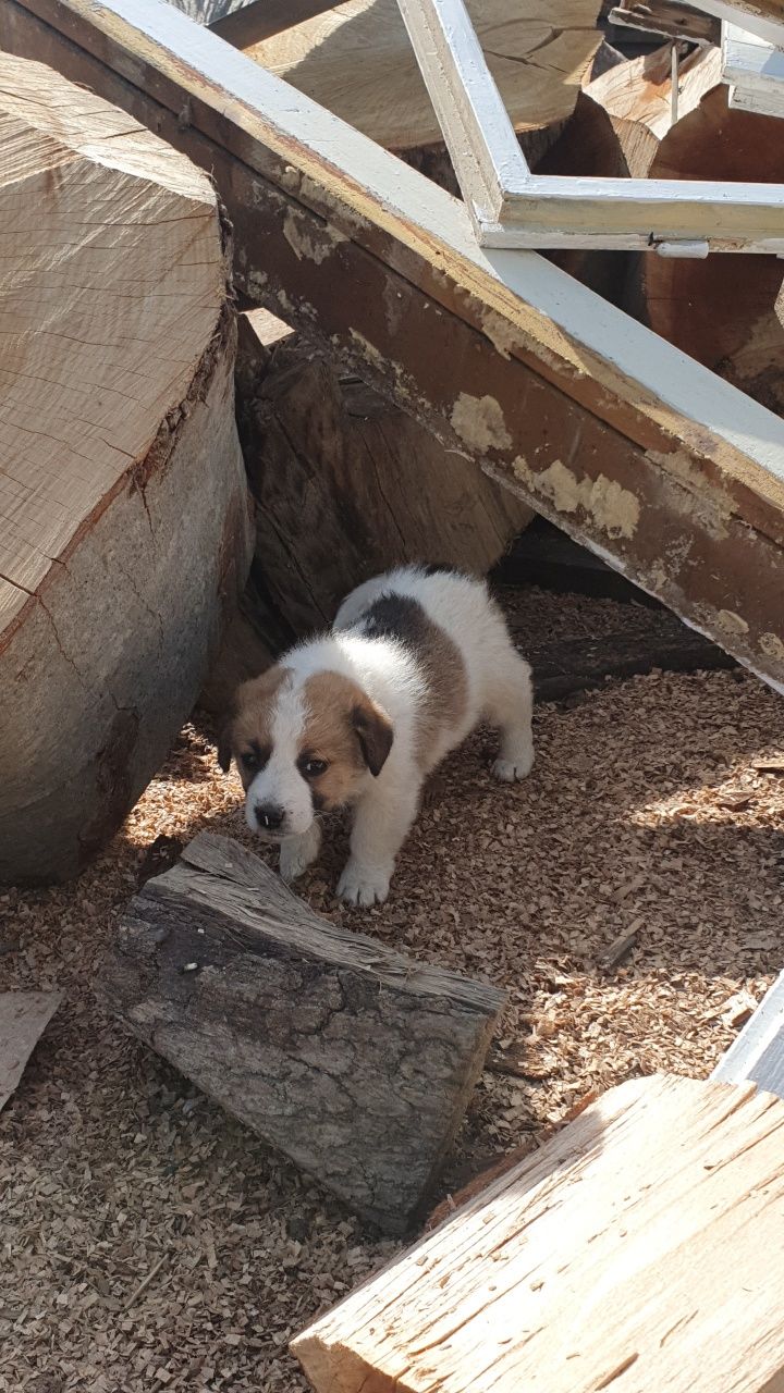 Dau spre adopție cățelusi