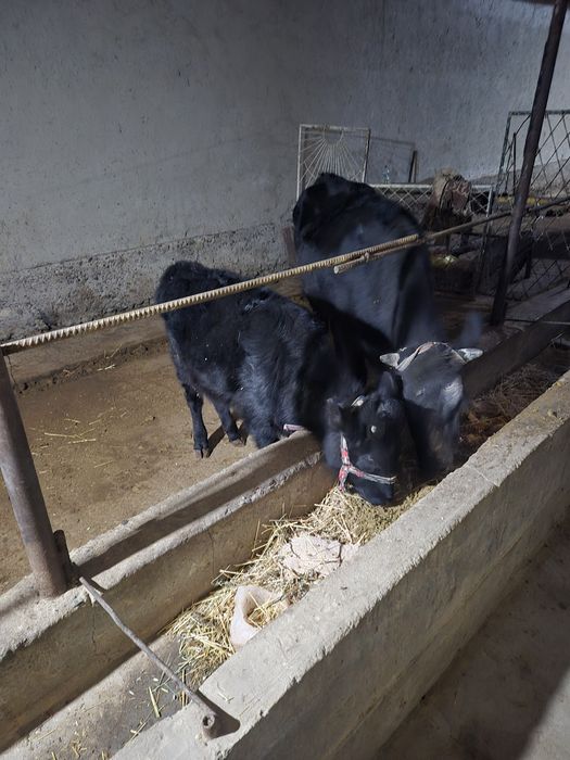 Ona bola sigir birinchi qorin Bolasi buqa Sigir uch oyli bug'oz