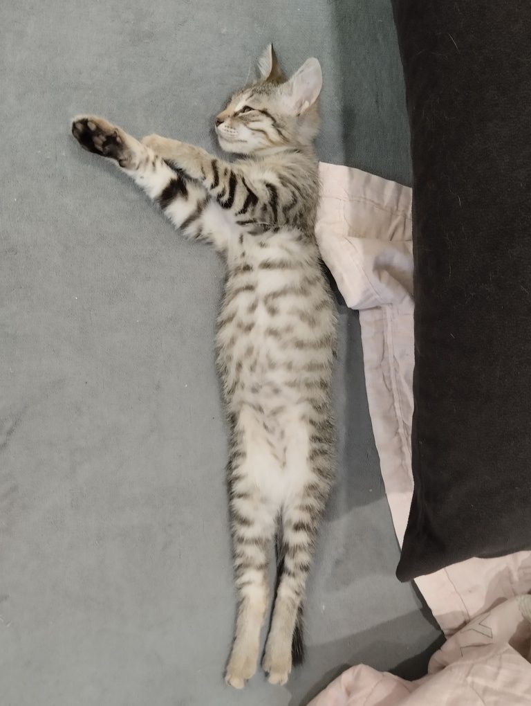 Подарим котенка Мусю