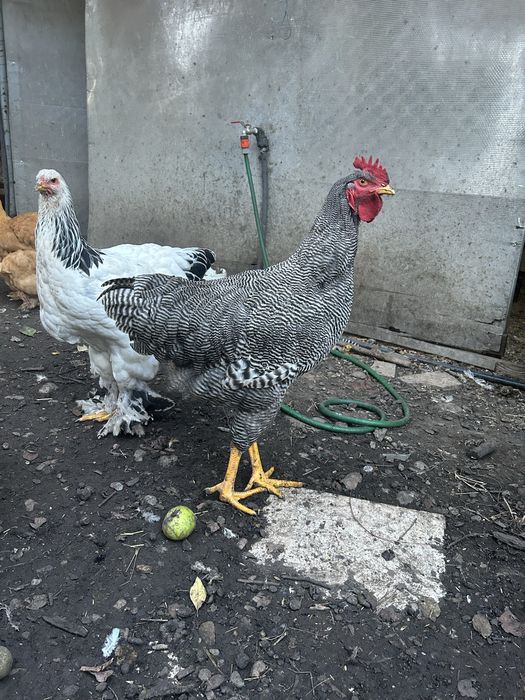 Cocosi plymouth si brahma