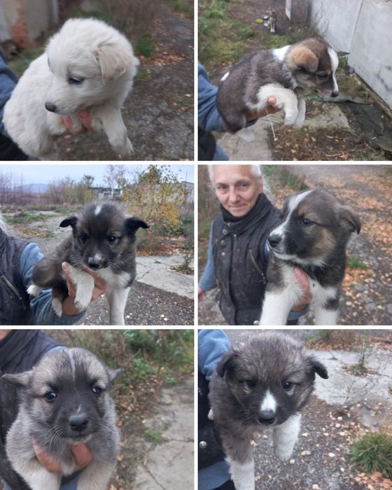 Срочно Щенки ищут дом