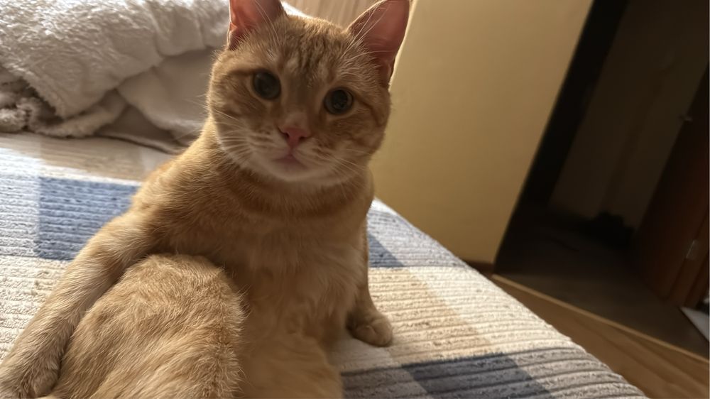 Рыжий котик ищет дом