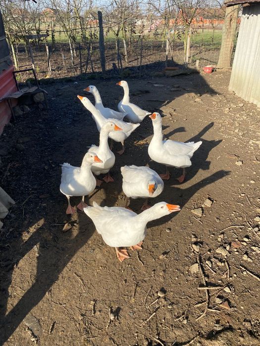 Gâște de vânzare 8 bucati