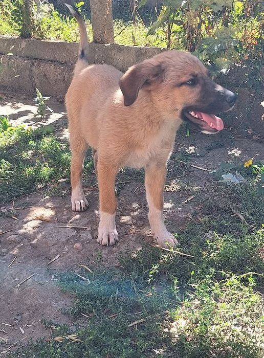 Подарява се Джея