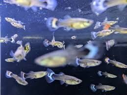 Guppy, xipho și molly