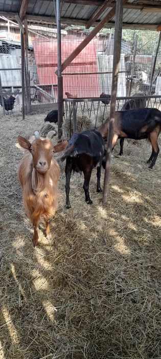 Vând șase capre și un țap