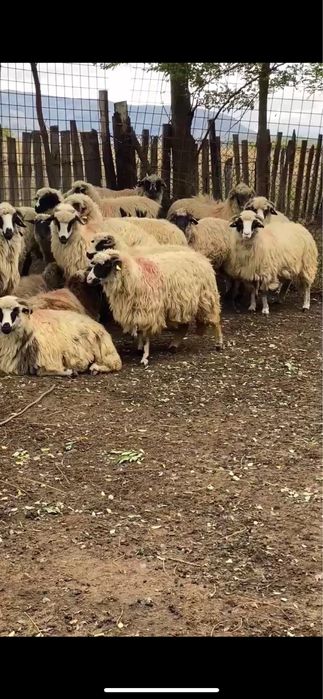 De vânzare-35 de oi