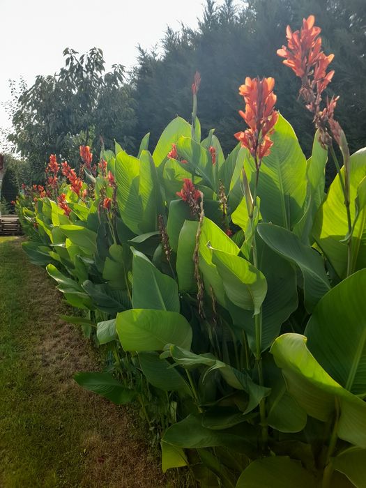 Super oferta! Vand rizomi ( bulbi ) de canna indice, aclimatizati