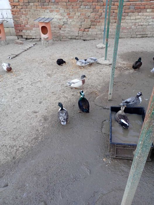 Rațe pitic olandeza