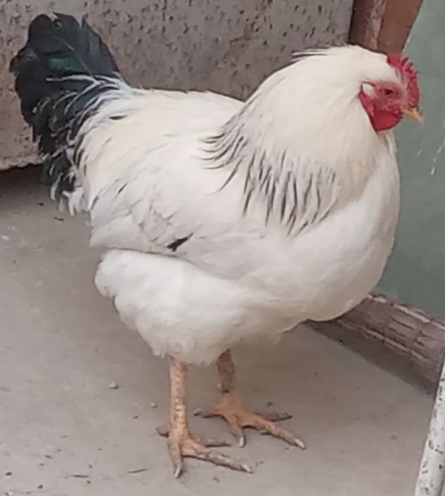 Xoroz va tovuqlar sotiladi.