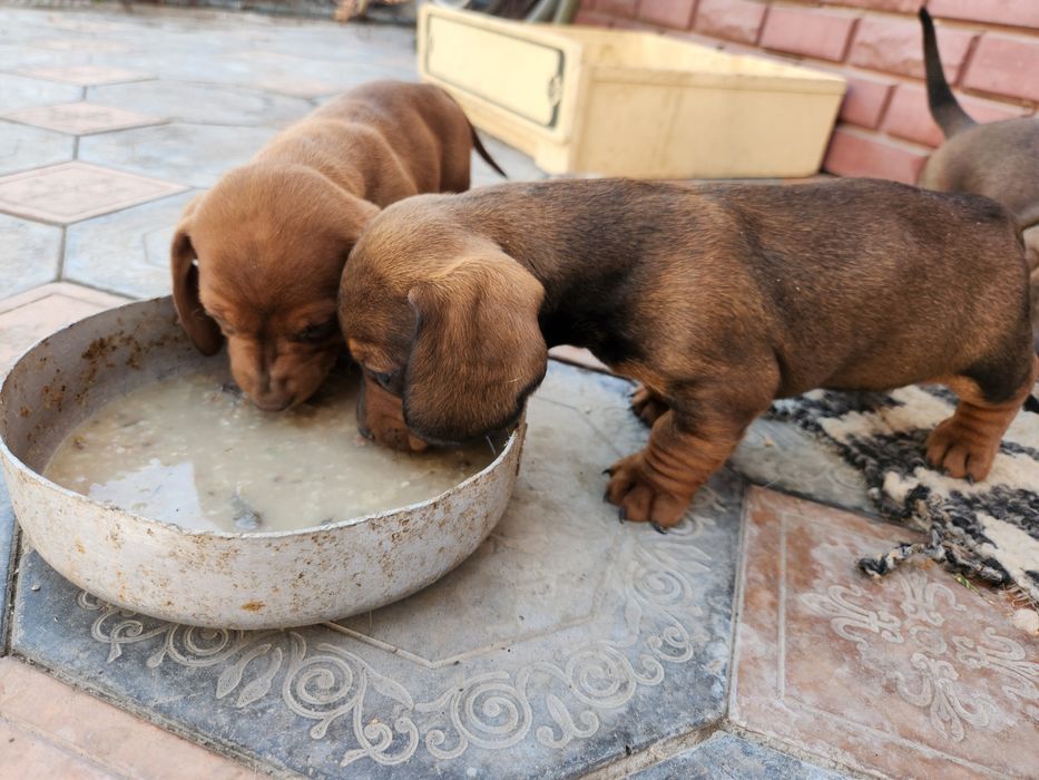 Чистокровные таксы