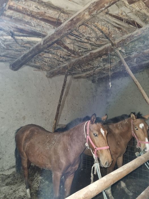 Ot sotiladi 85 mingdan soyib beramiz