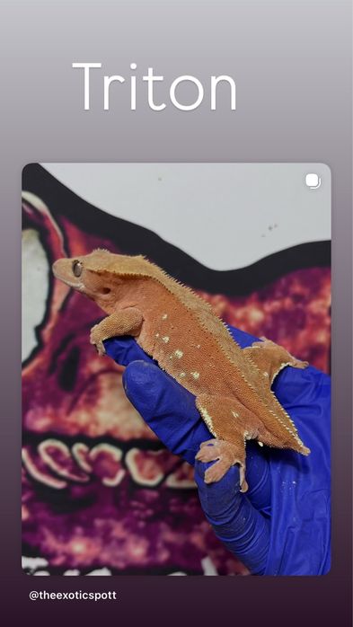 Crested gecko/ soparla/gecko cu creasta/reptila