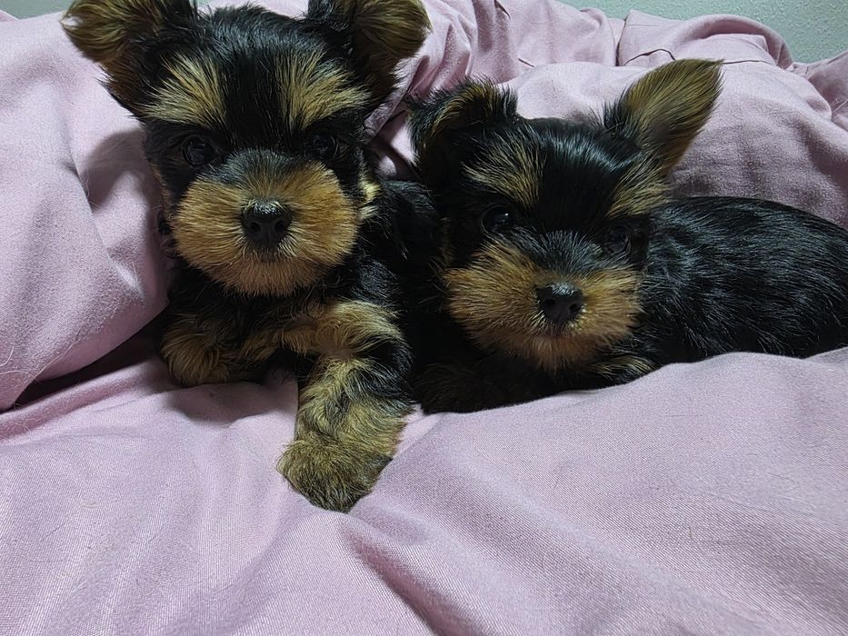 Продаются щенки йоркширского терьера