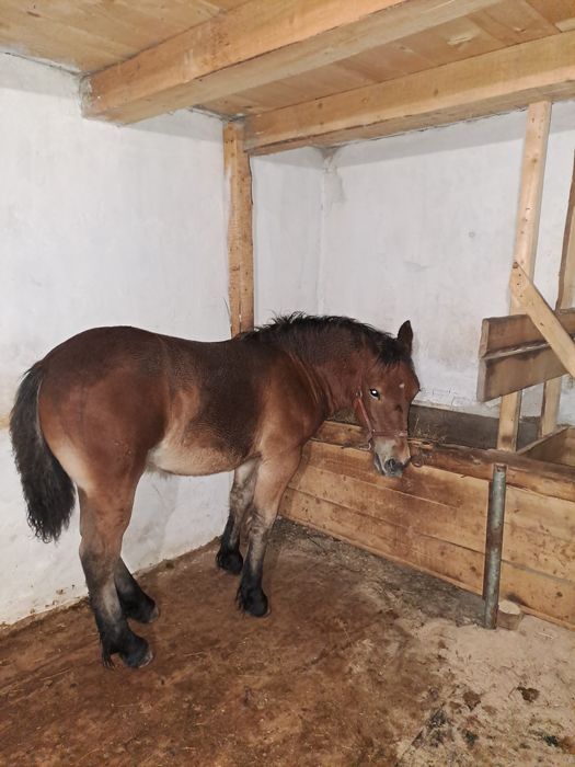 Manza de 5 luni de vanzare