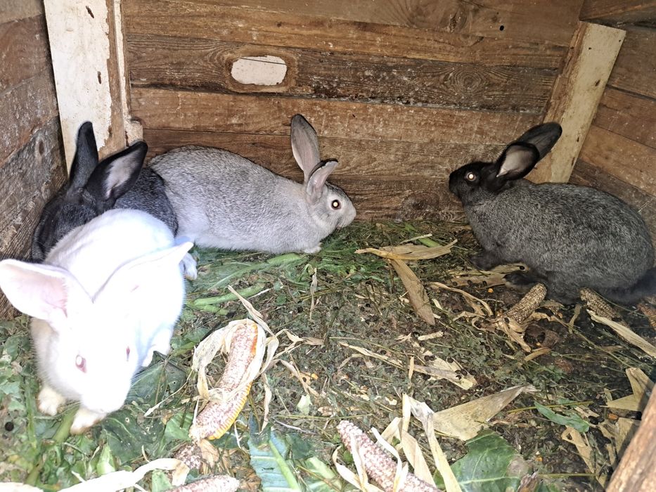 Vând iepuri 3 luni și 4 luni