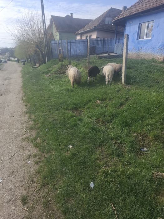 Vitea de vanzare