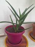 Алое Вера/Aloe Vera