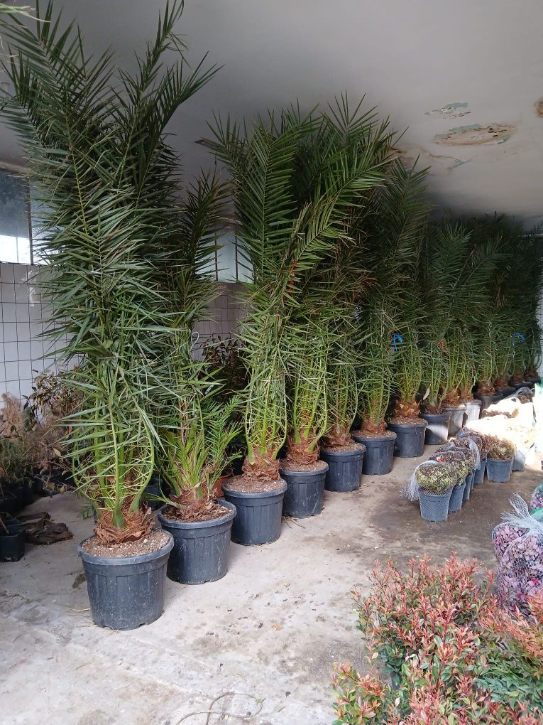 Plante ornamentale