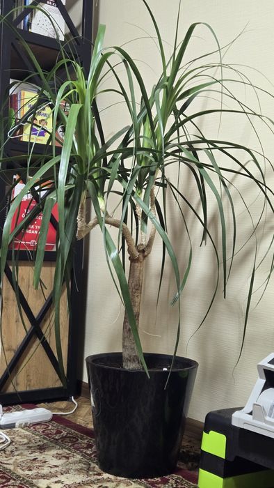 Комнатные растения, для офиса в премиальных горшках.