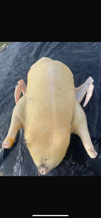 Rațe polare Rouen leșești și moțate pechin