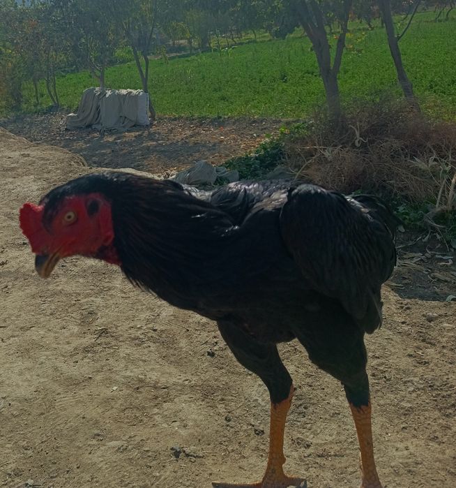 Jo'ja sotiladi  Xo'roz ni tushungan odam bildi qanaqa  ekanini