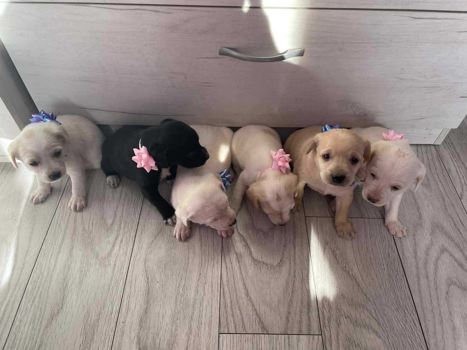 Продават се кокер шпаньол