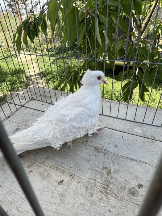 Porumbei deisponibili