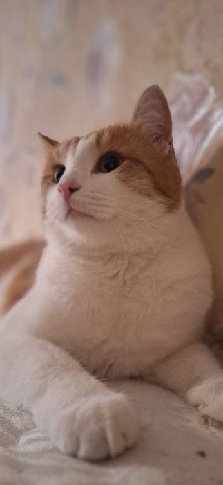 Отдам шикарного котика
