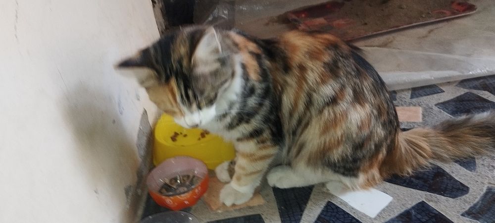 Отдам даром кошку