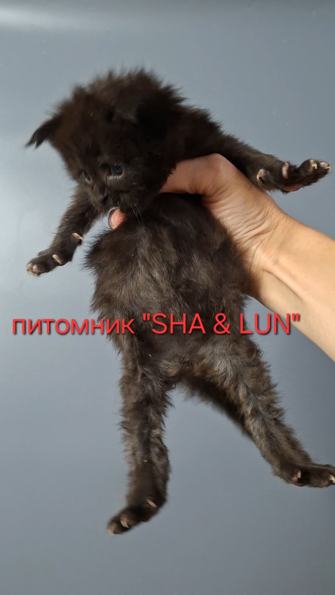 Мейн-куны из питомника.