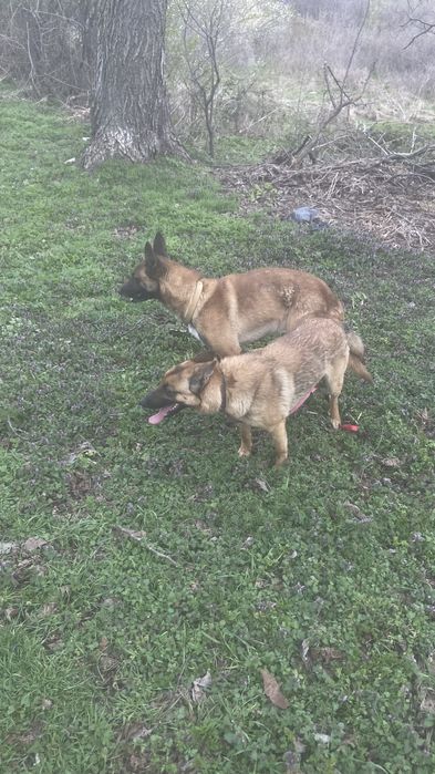 Белгийска овчарка