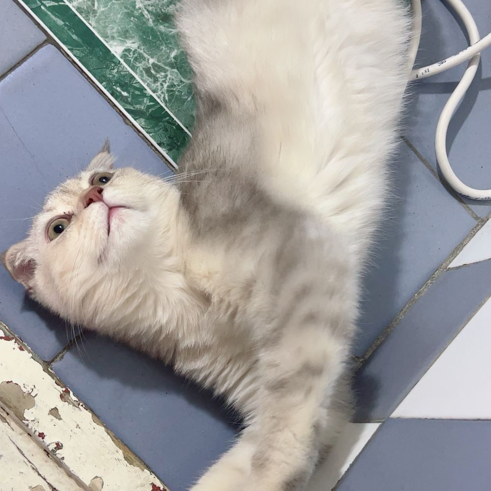 Срочно продоётся котёнок!!!