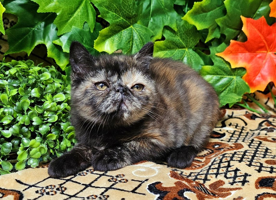 Персийско екзотично котенце
