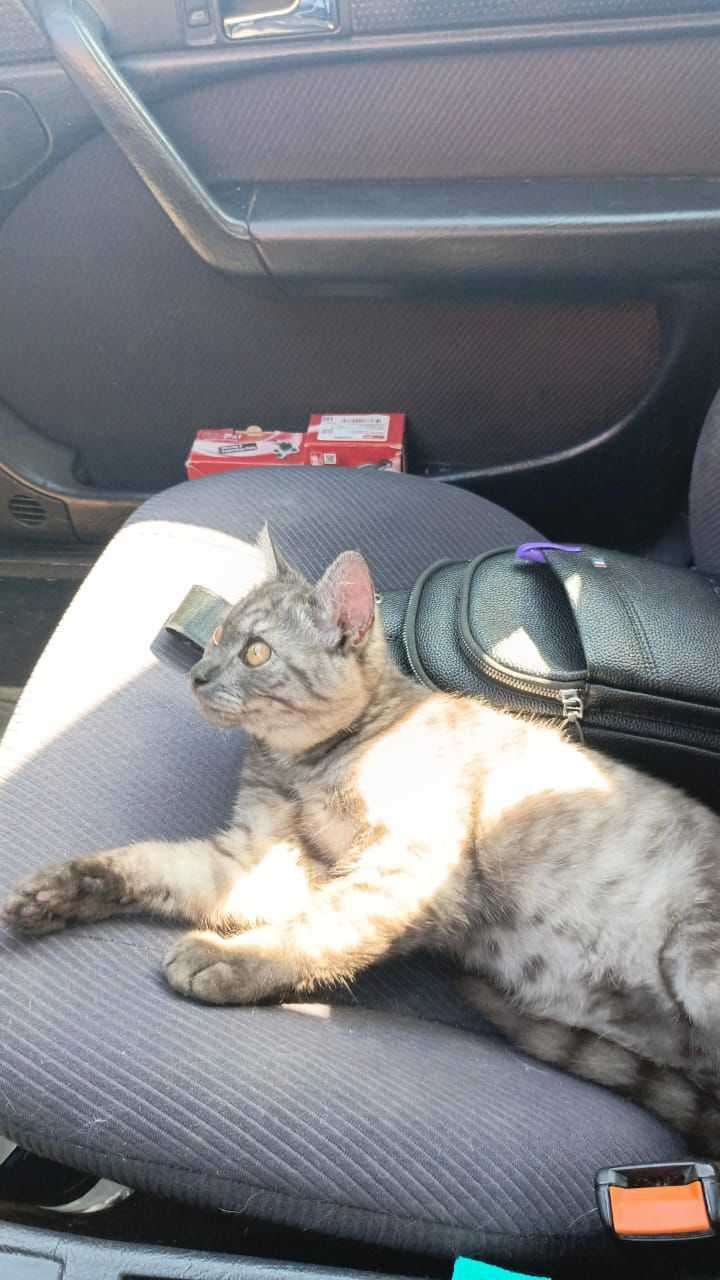 Породистому котенку нужен дом