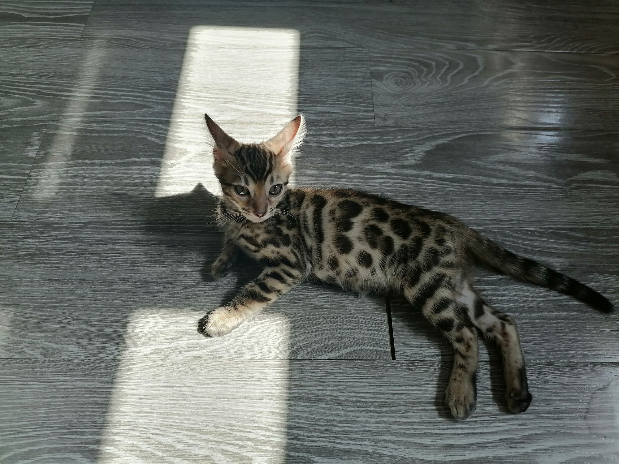 Бенгальская кошка срочно 789