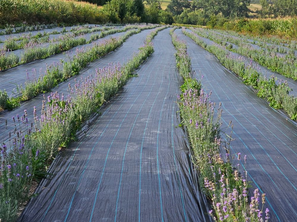 Tufe de Lavandă de Vânzare – Frumusețe și Parfum pentru Grădina Ta!