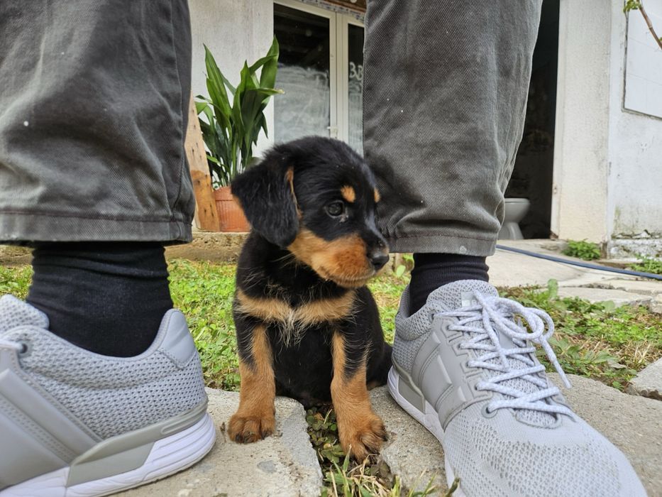 Подарява се мъжко куче Гонче